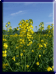 Bl&uuml;hendes Rapsfeld im Wesertal